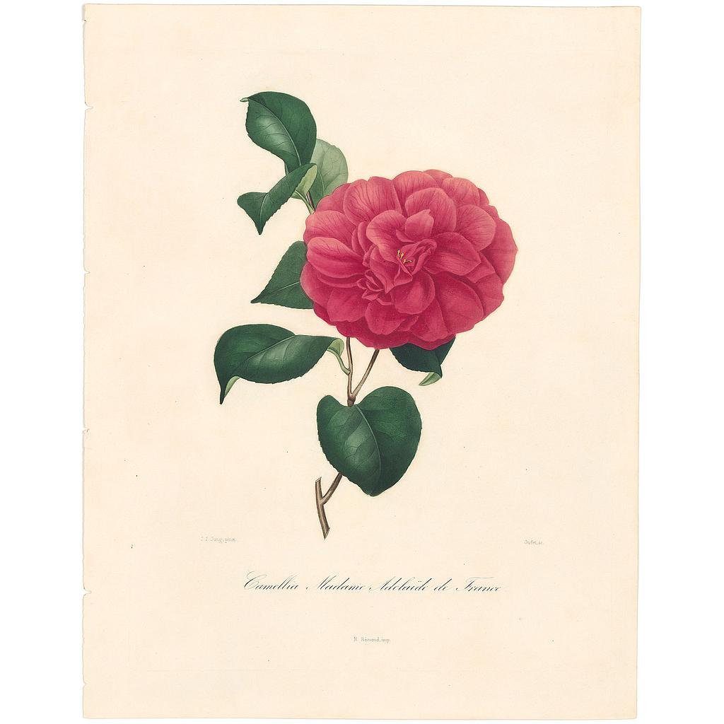 Camellia Adelaide (Madame)