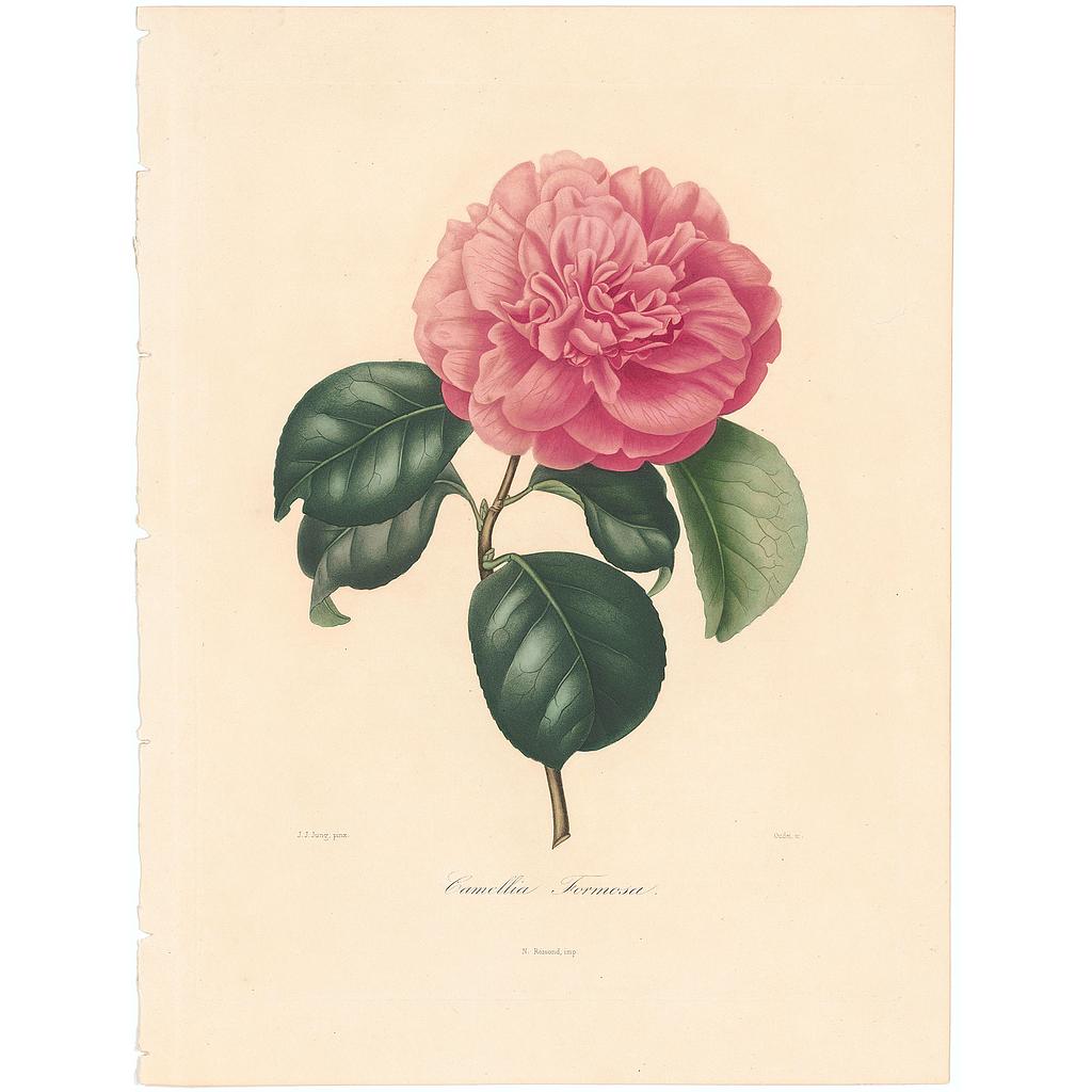 Camellia Formosissima