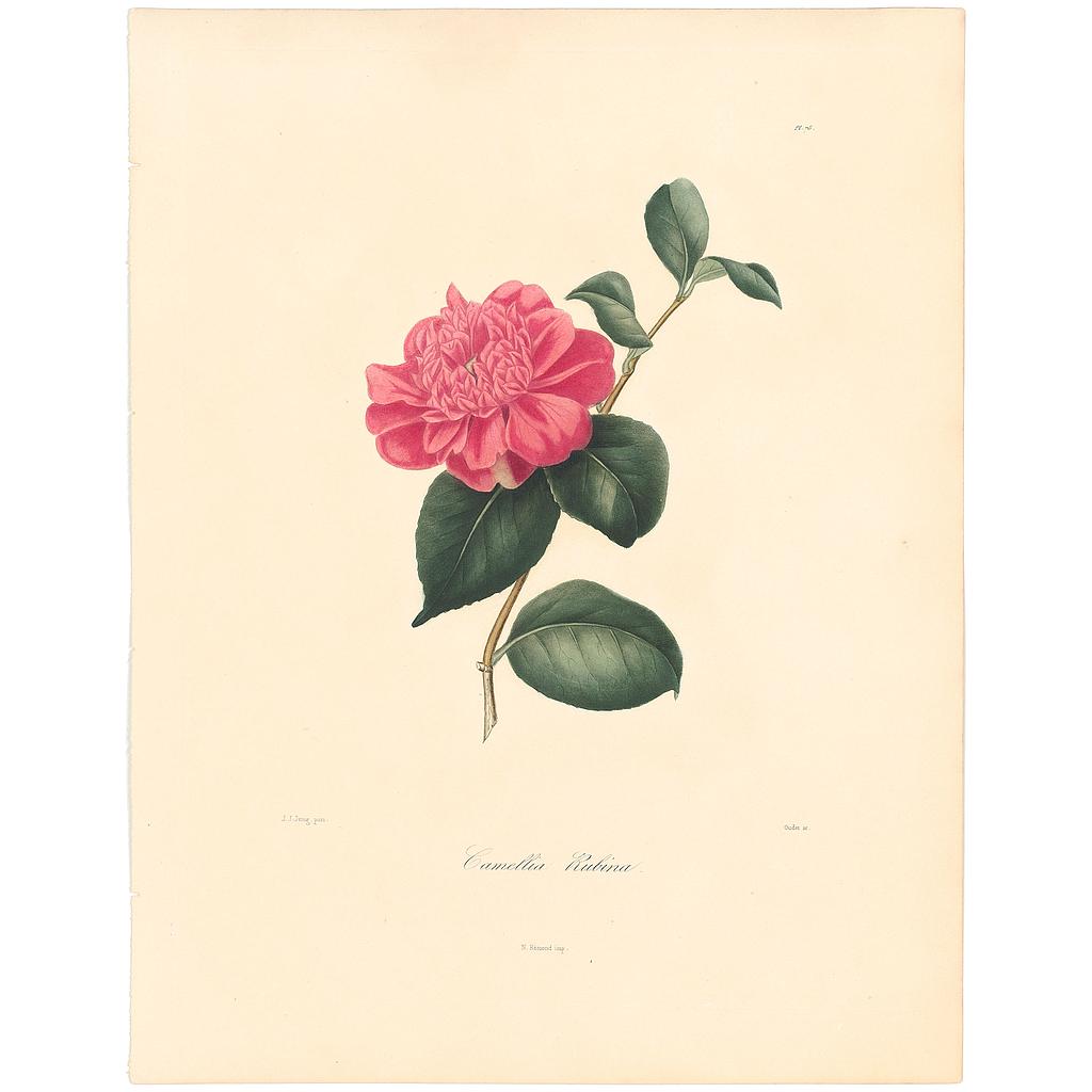 Camellia Rubina
