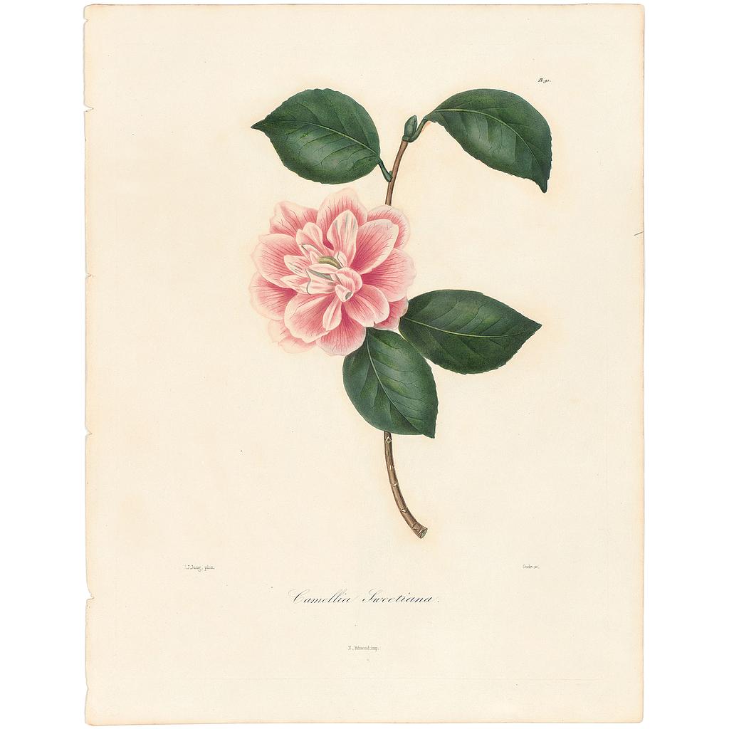 Camellia Sweetiana