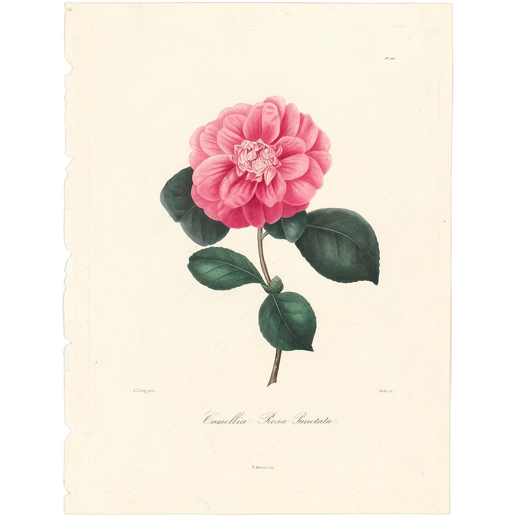 Camellia Rosa Puncata