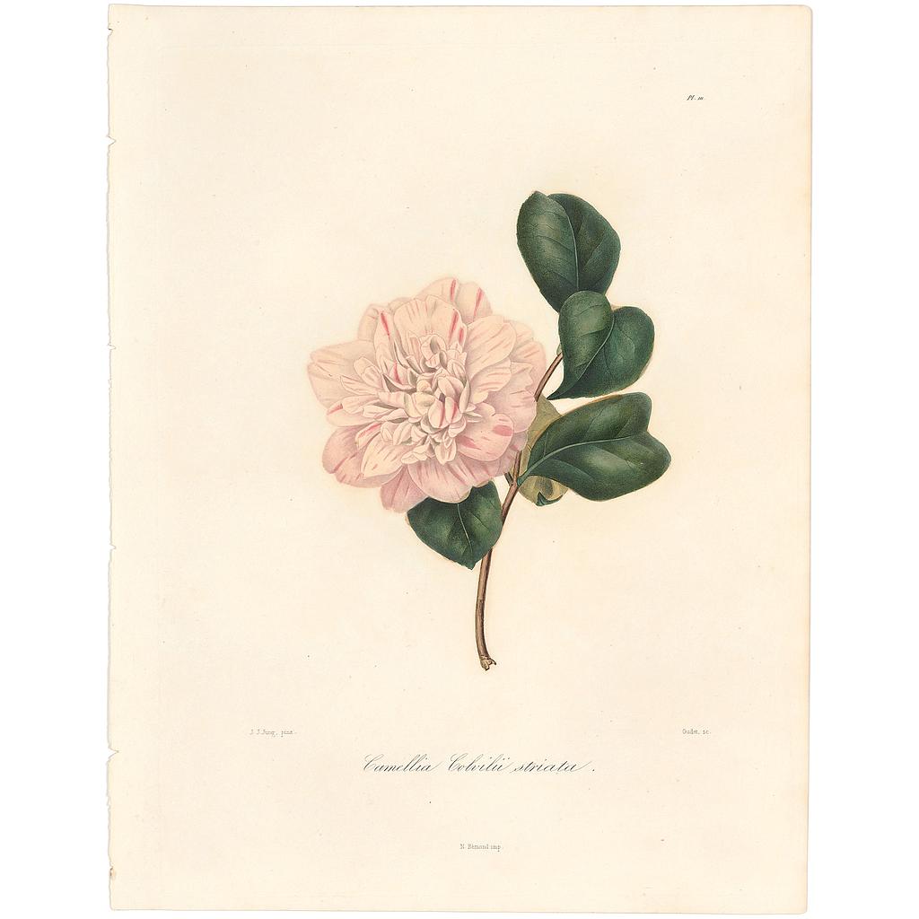 Camellia Colvillii Striata