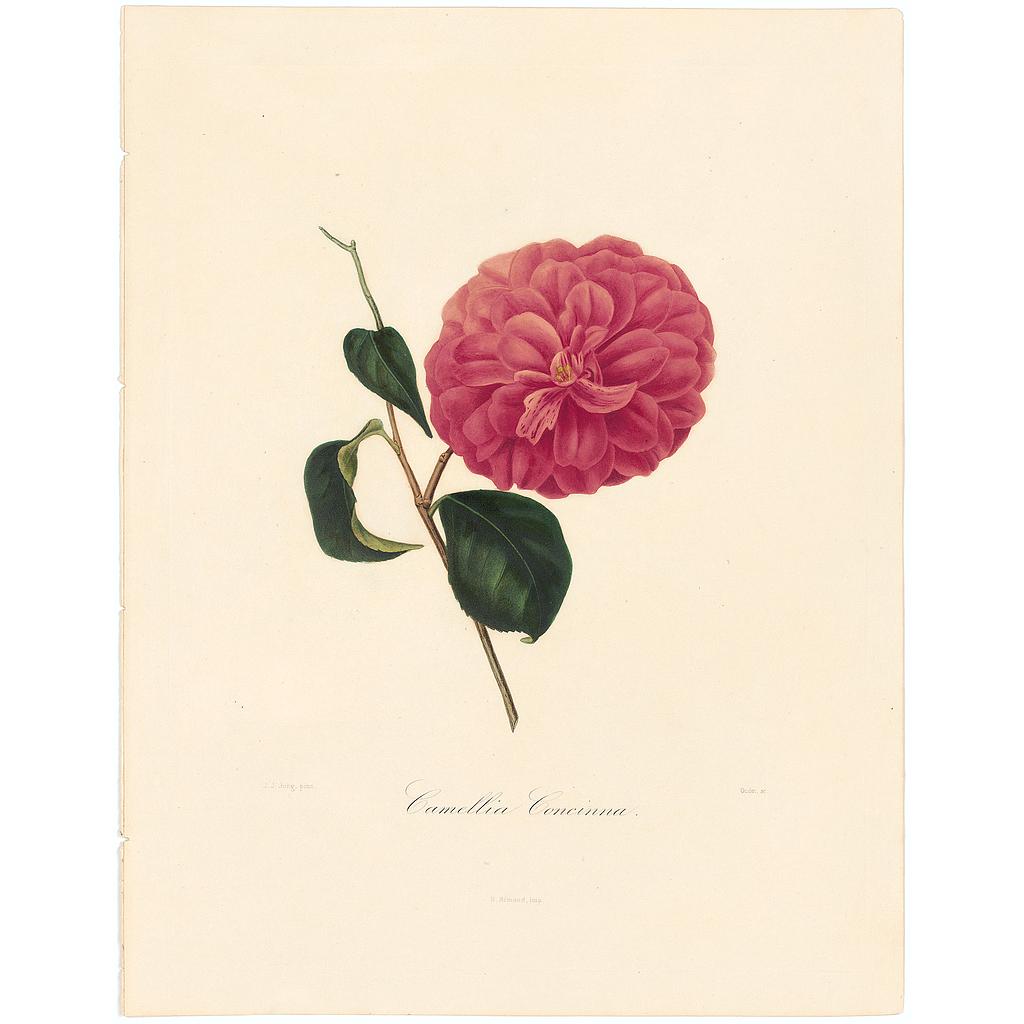 Camellia Concinna