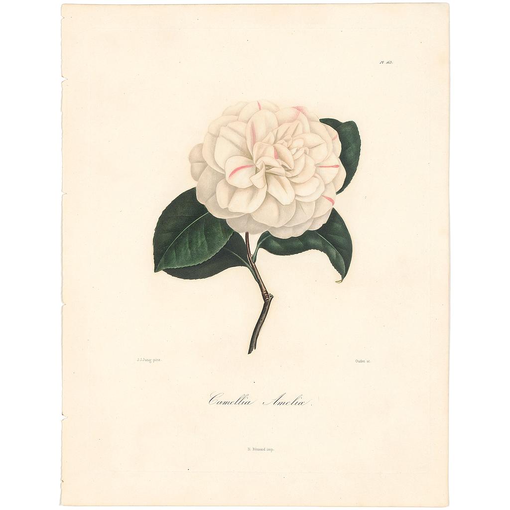Camellia Ameliae
