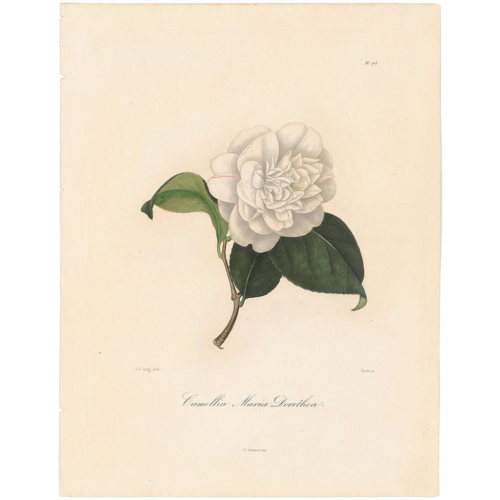 Camellia Maria Dorthea