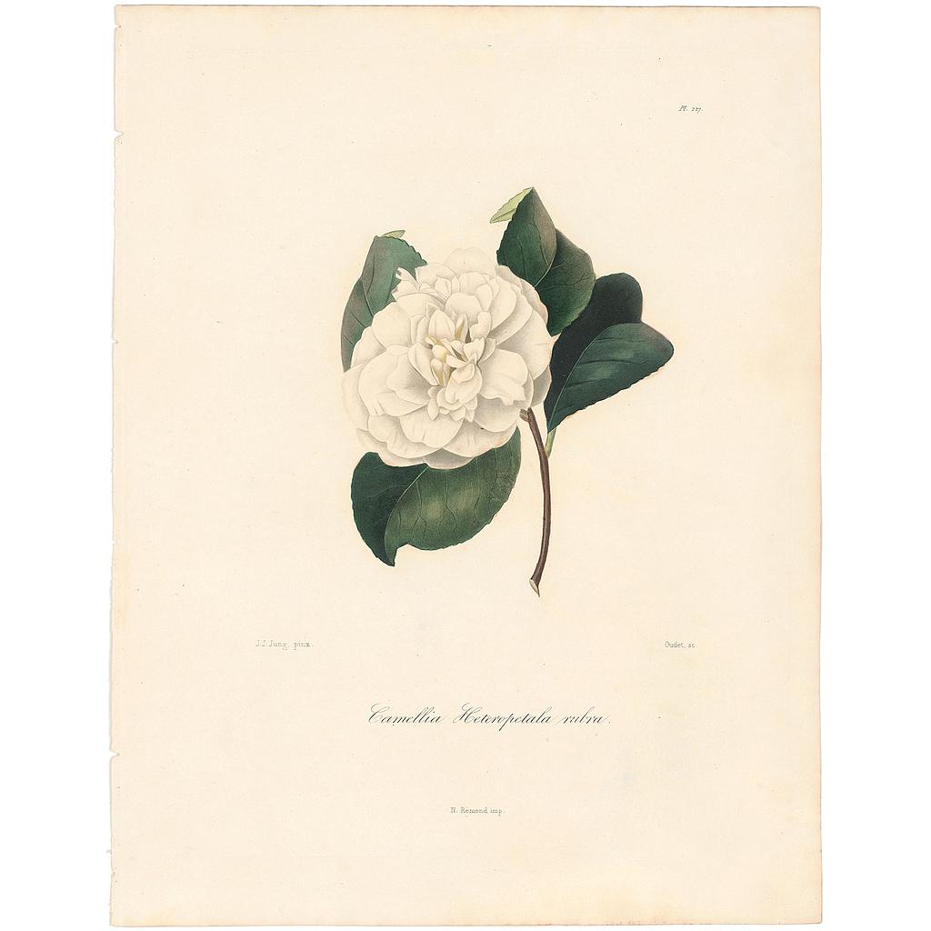 Camellia Heteropetala Alba