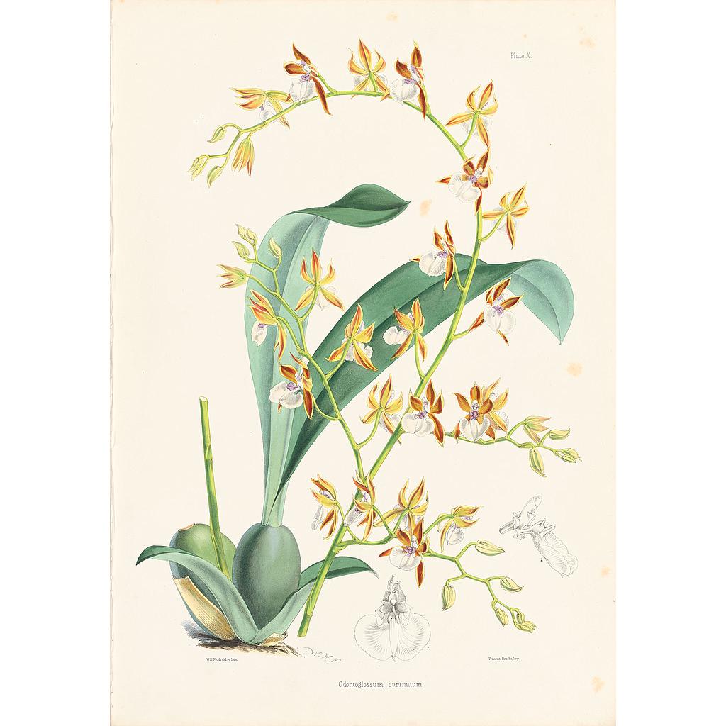 Odontoglossum carinatum