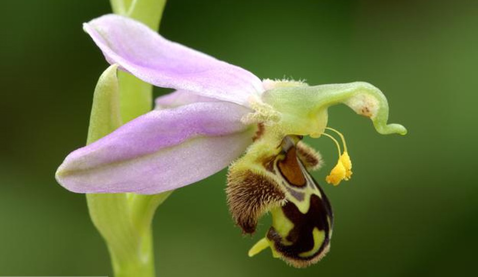 Пчелиная орхидея (Ophrys Apifera)