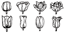Форма цветков тюльпанов в различных групп
