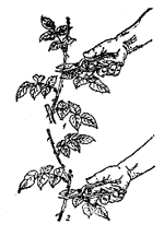 Обрезание цветоносных побегов розы: 1 - с оставлением трёх листьев на побеге; 2 - низкая обрезка.