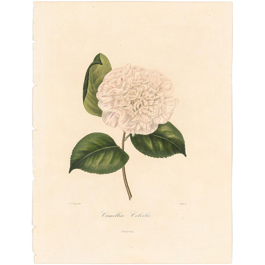 Camellia Colvillii
