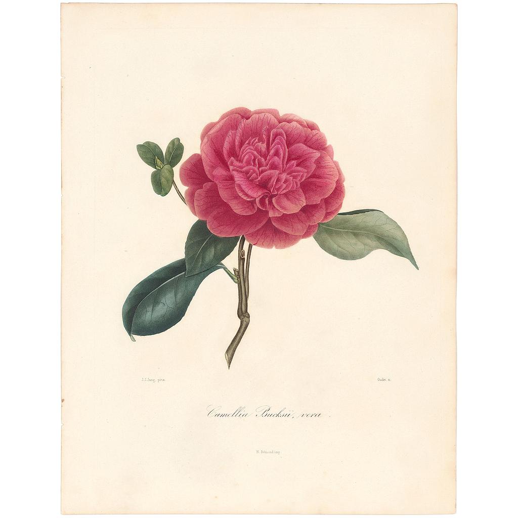 Camellia Bucksii Vera