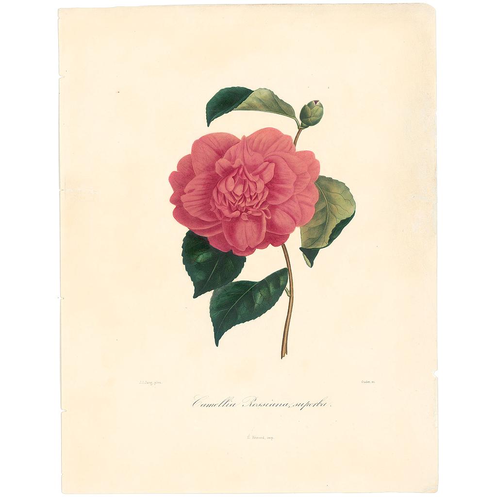 Camellia Rossiana Superba