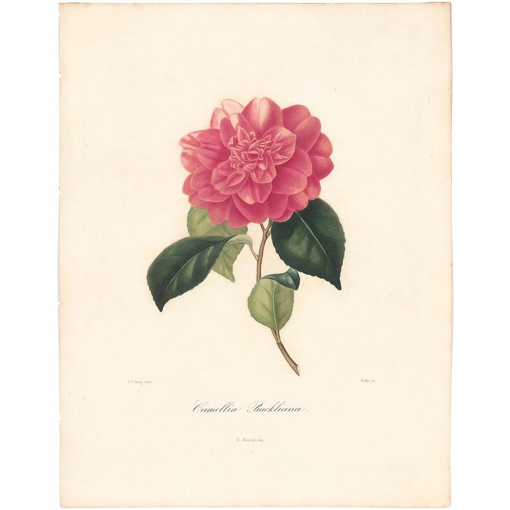 Camellia Buckliana