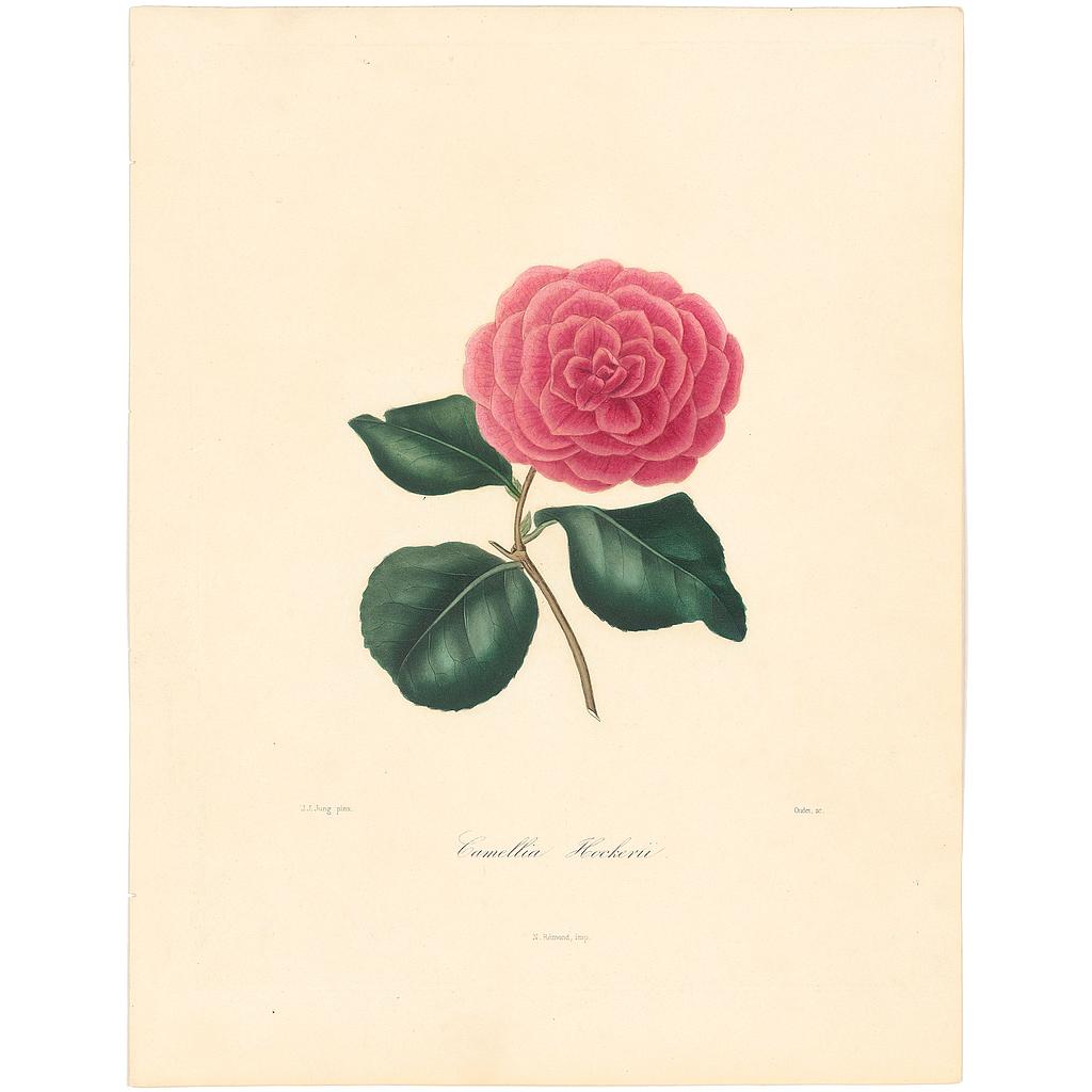 Camellia Hookerii
