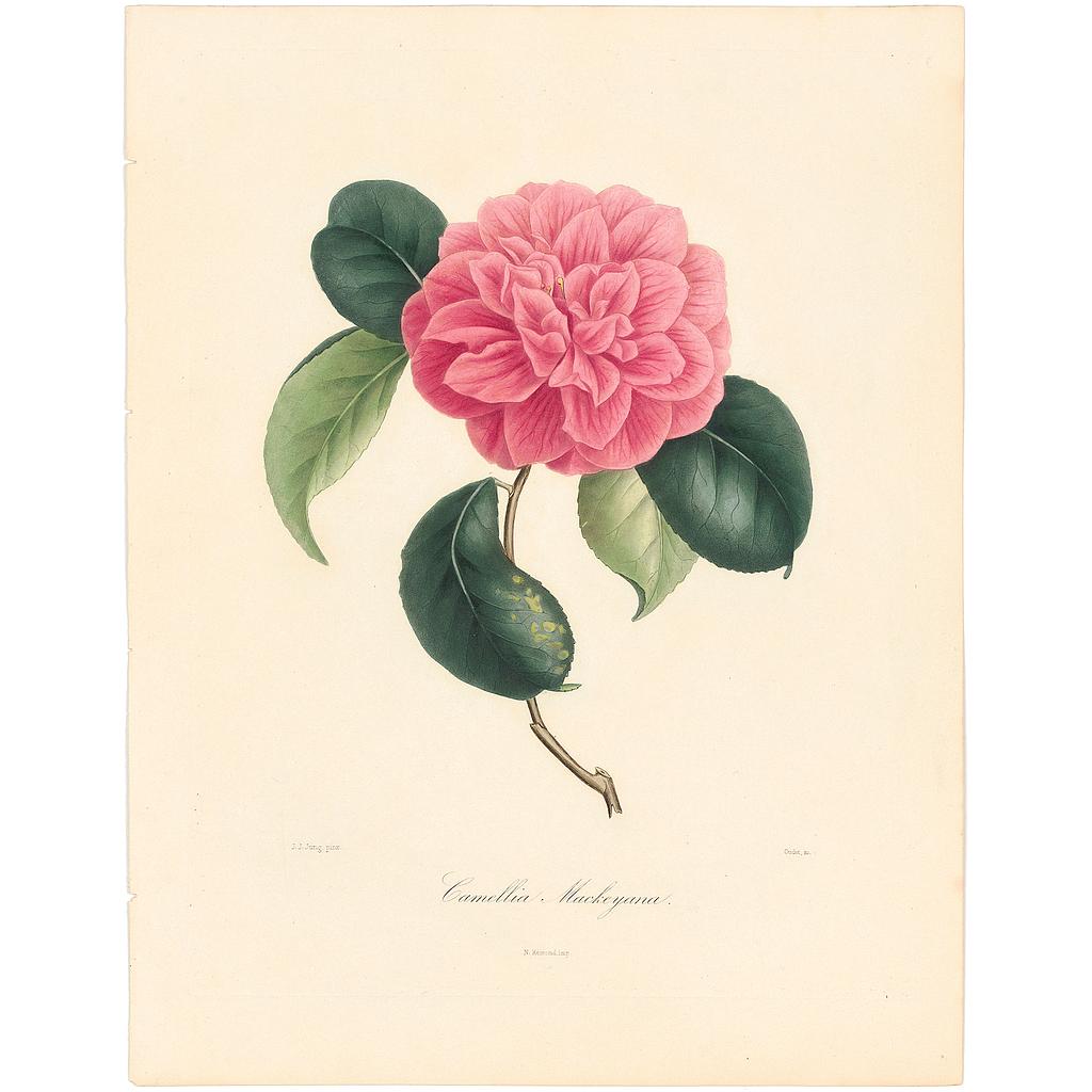 Camellia Mackeyana