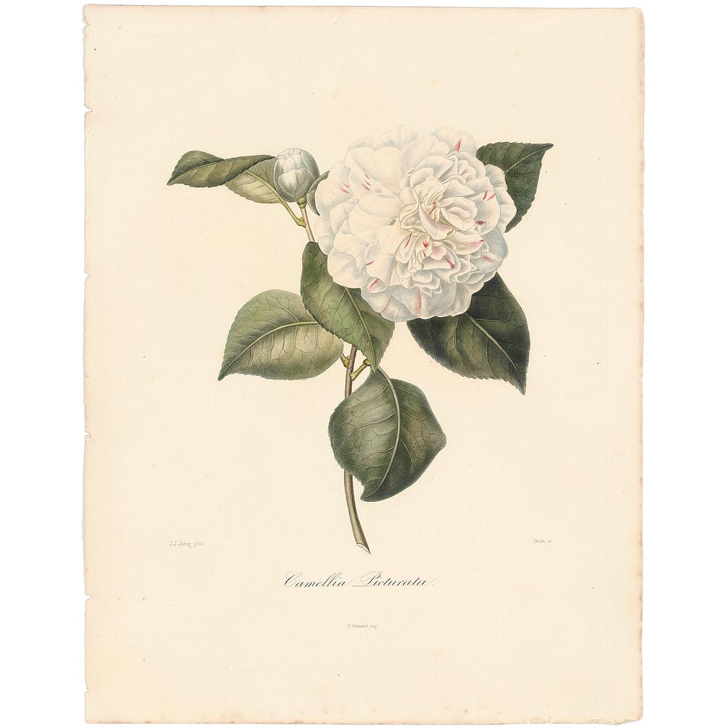  Camellia Picturata