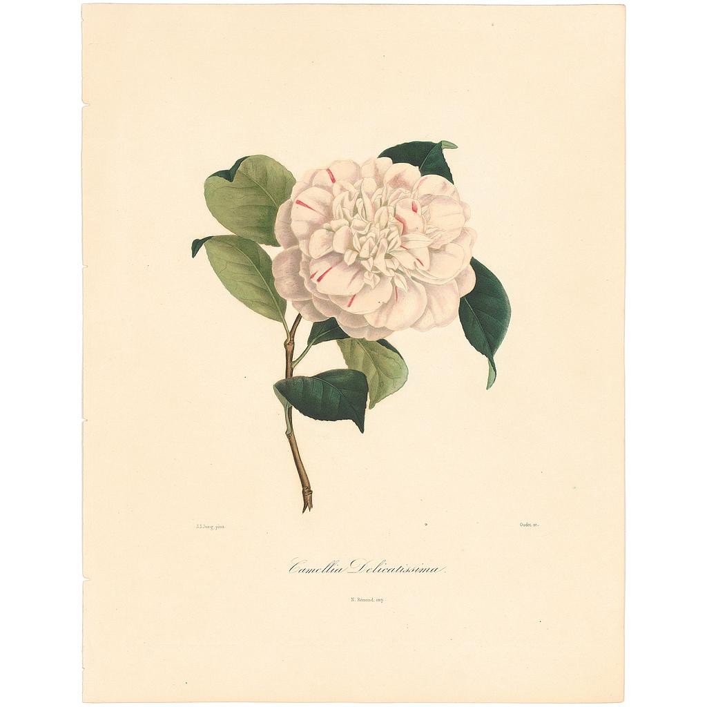 Camellia Delicatissima