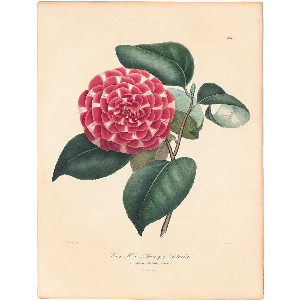 Camellia Presley's Victoria