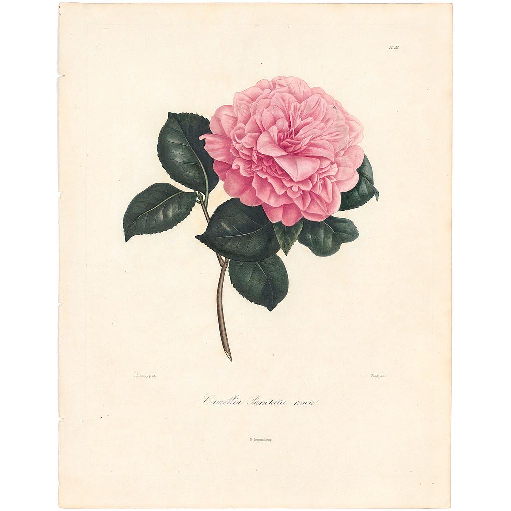 Camellia Masterii