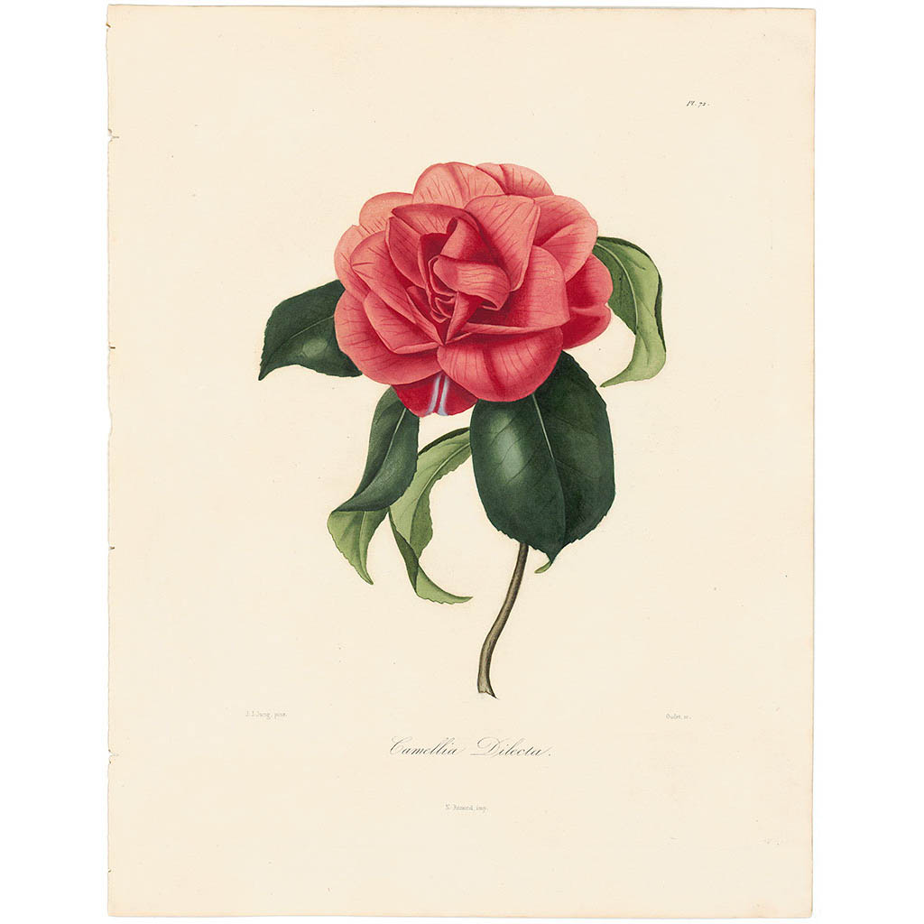 Camellia Dilecta