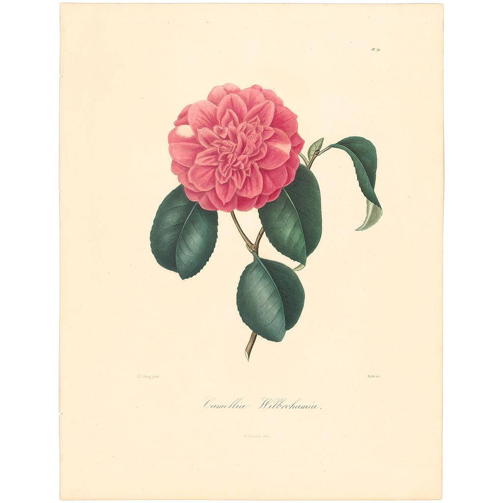 Camellia Wilbrohamia