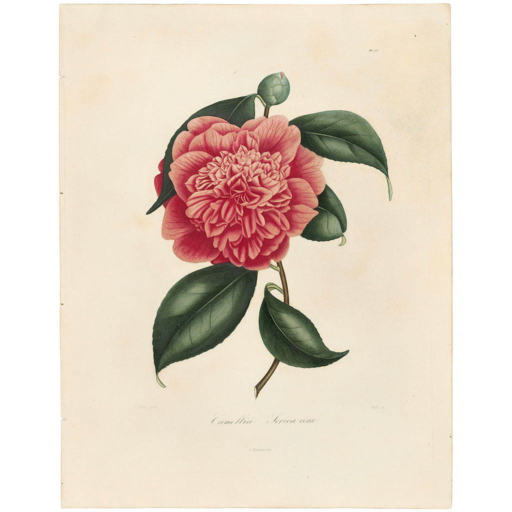 Camellia Serica Vera