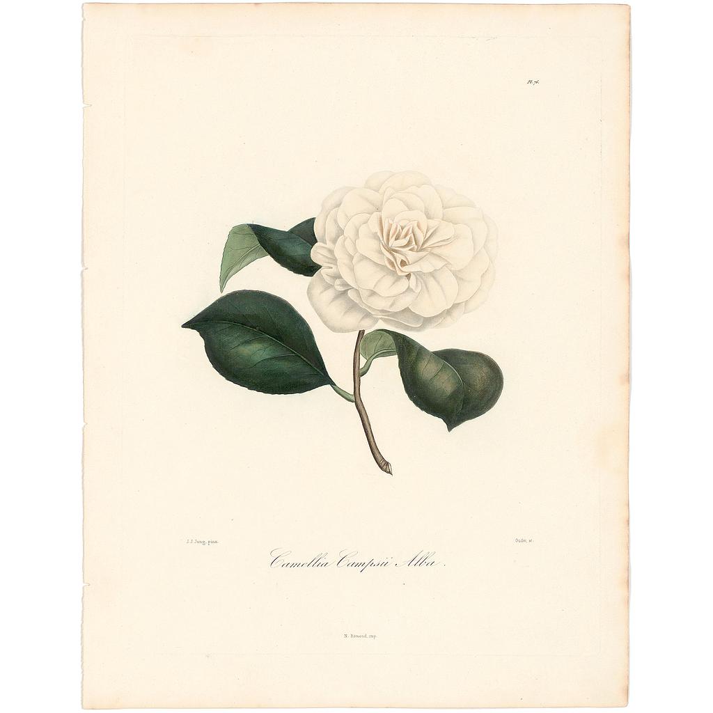 Camellia Campsii Alba