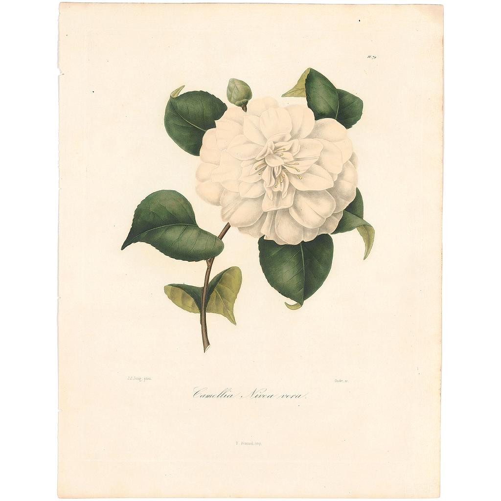 Camellia Nivea Vera