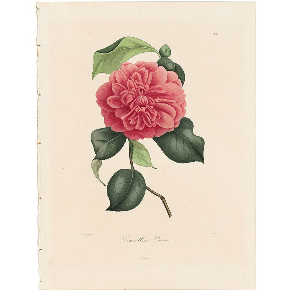 Camellia Rossii