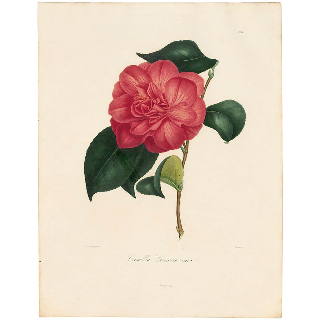 Camellia Lanxeseuriana