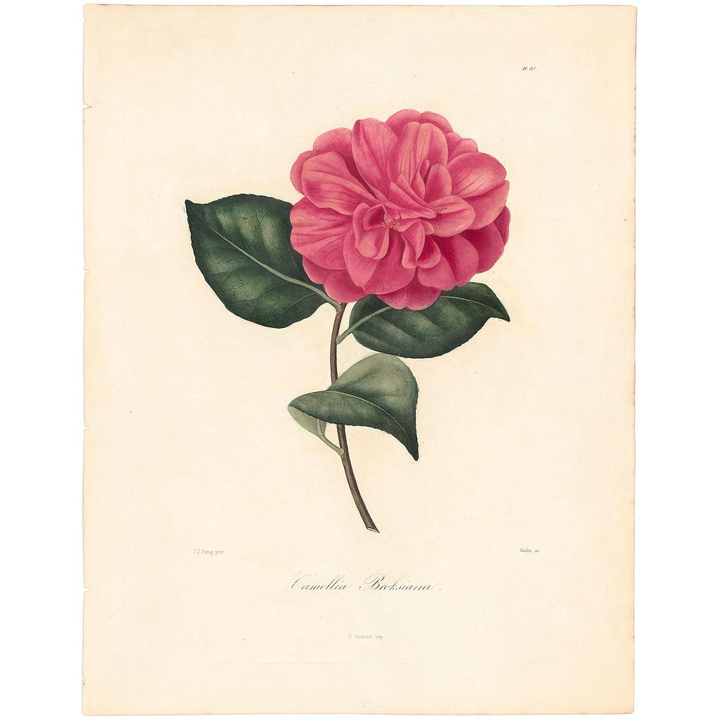Camellia Brocksiana