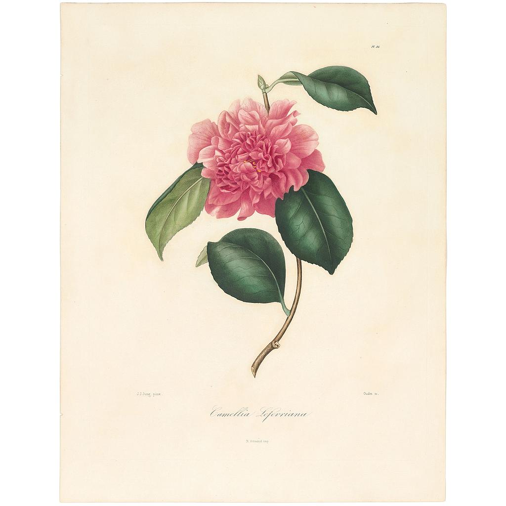 Camellia Lefevriana