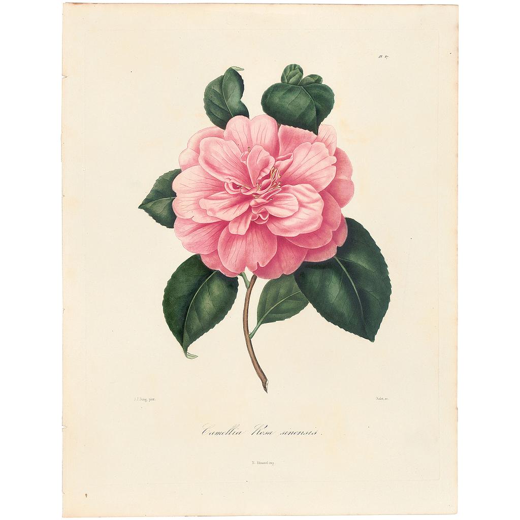Camellia Rosa sinensis