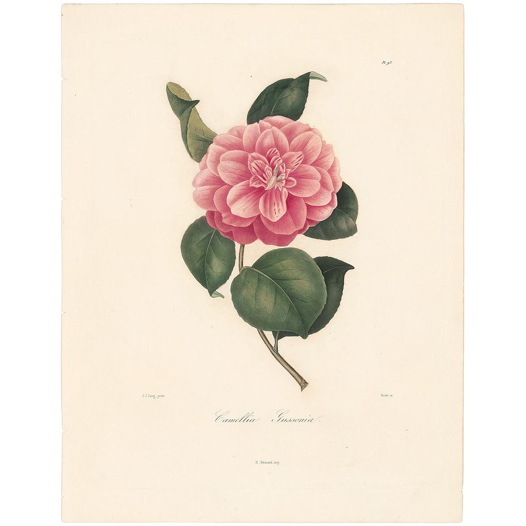 Camellia Gussoniana