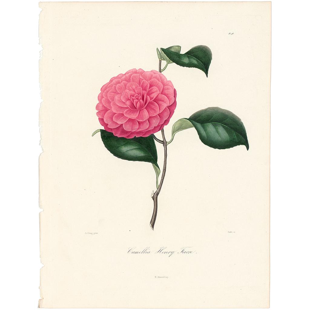 Camellia Favre (Henri)