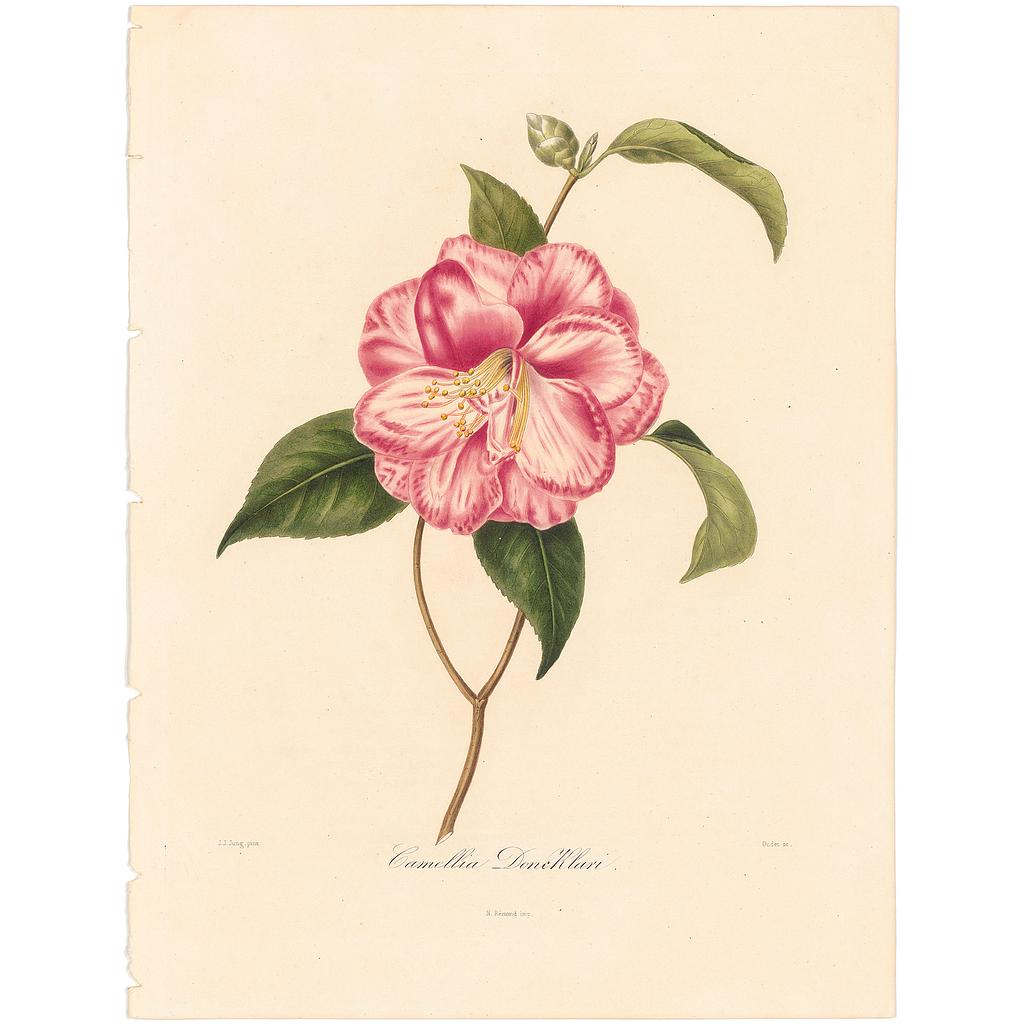  Camellia Donckloari