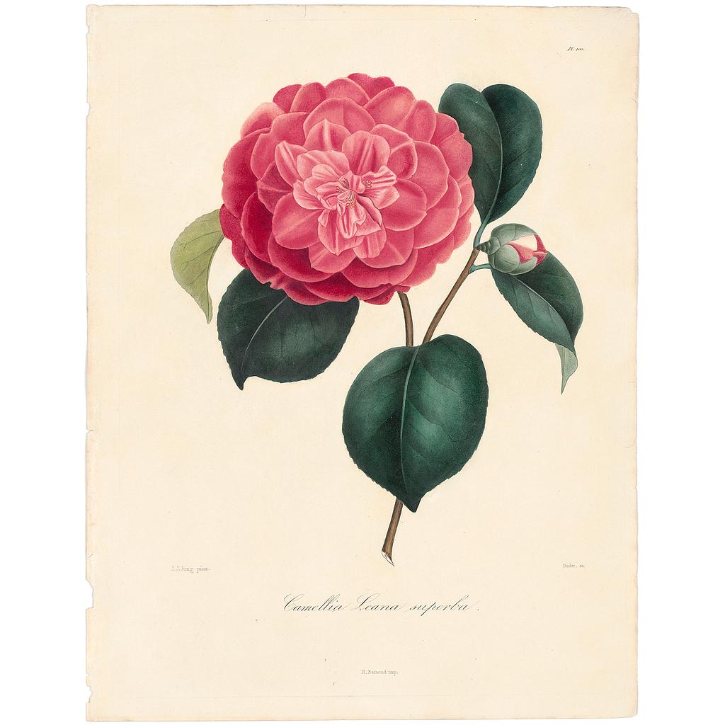 Camellia Leana superba