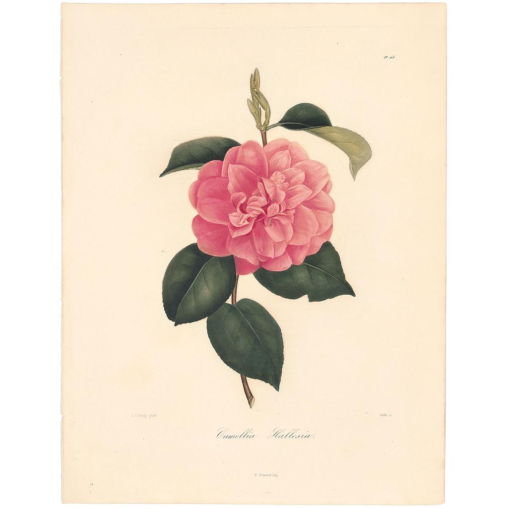 Camellia Hallesia Vera