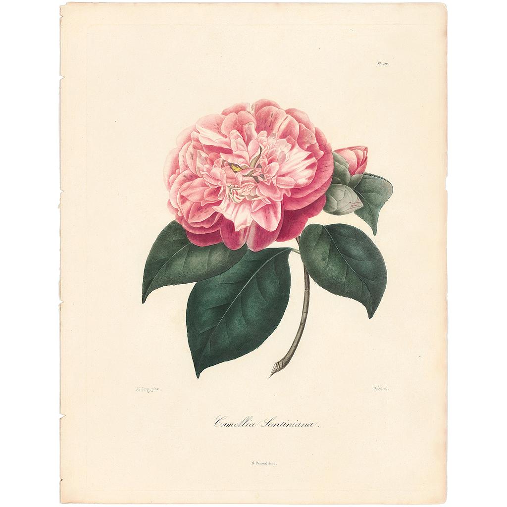 Camellia Santiniana