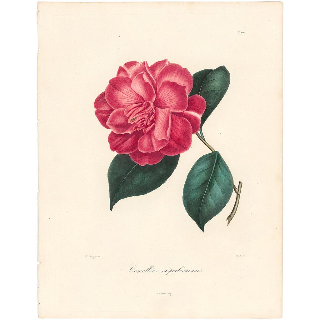 Camellia Superissima
