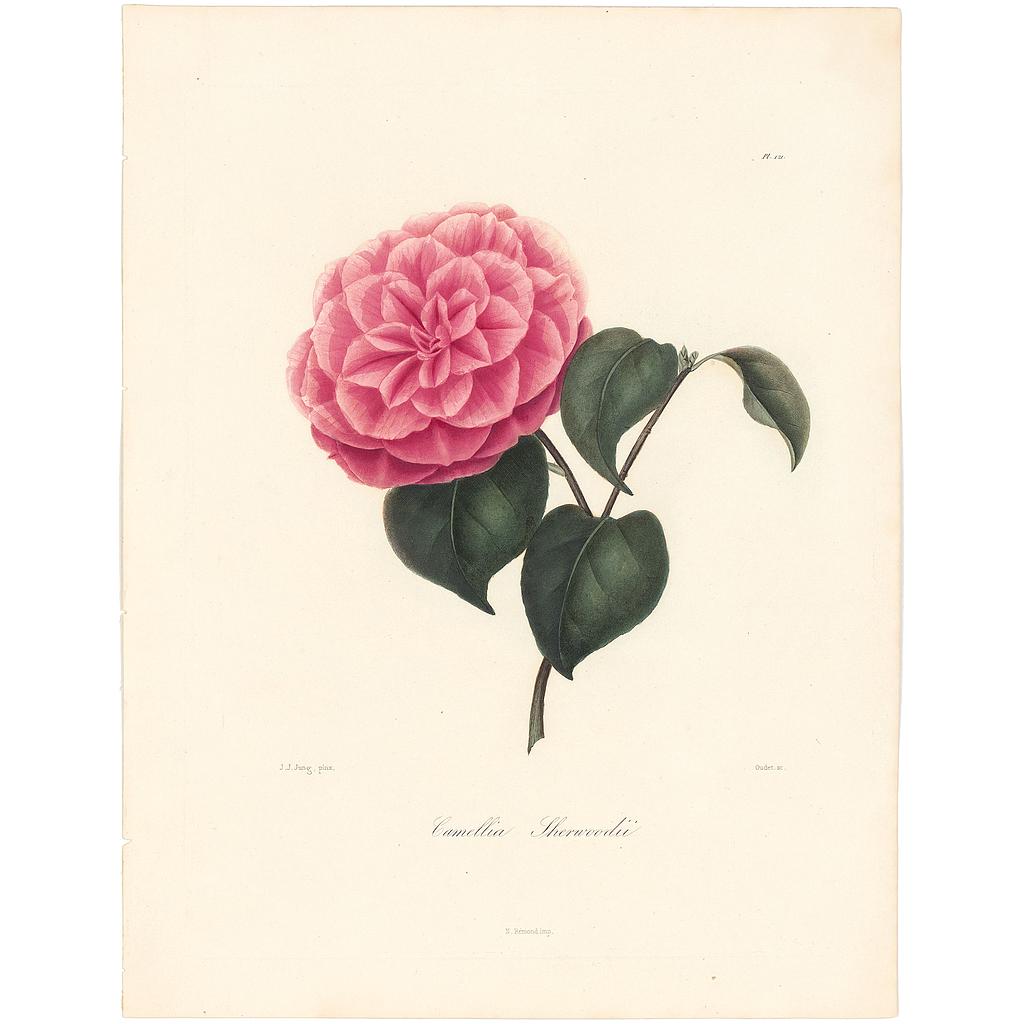 Camellia Sherwodii