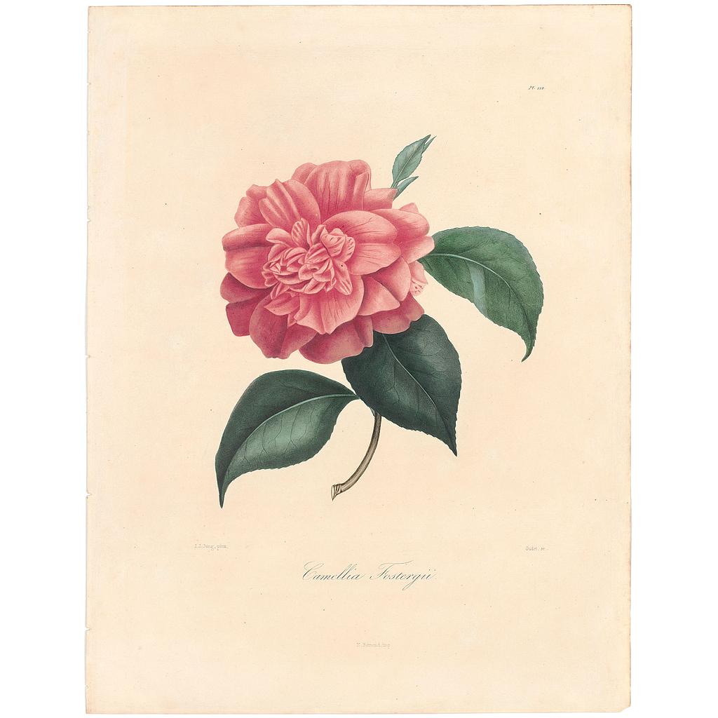 Camellia Fastergii ou Fosterii