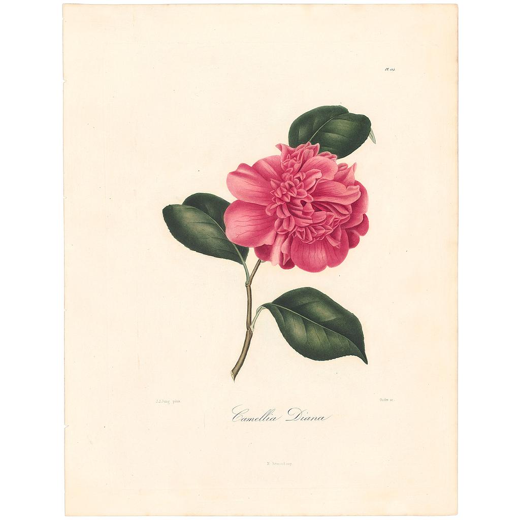 Camellia Diana