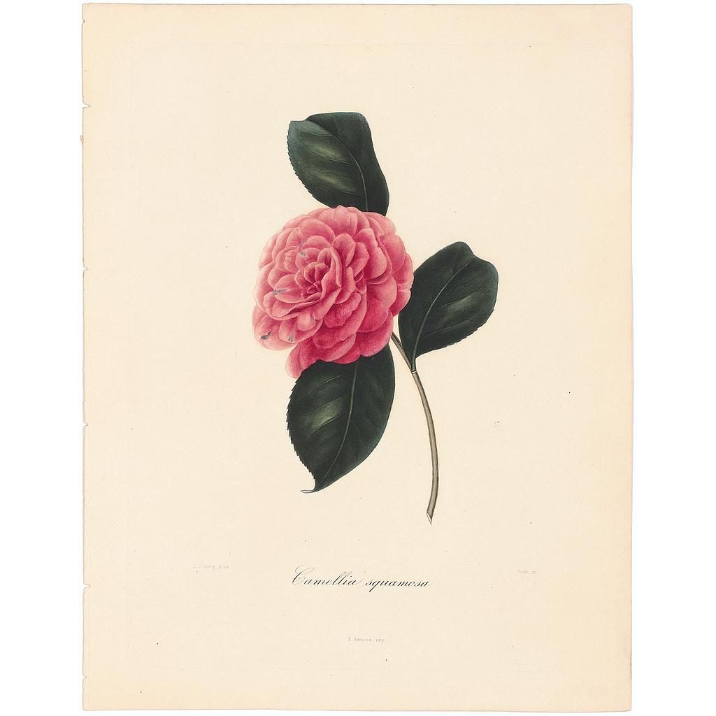 Camellia Squammosa