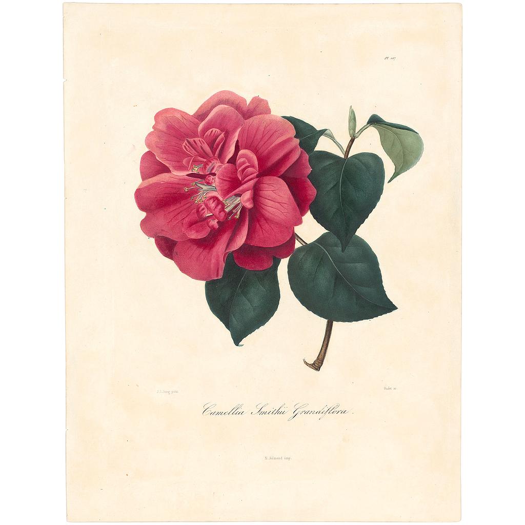 Camellia Smithii Grandiflora