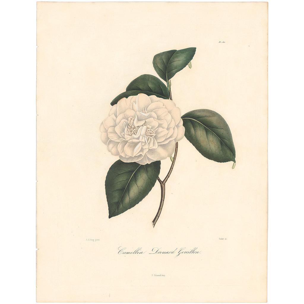 Camellia Drouard Gouillon
