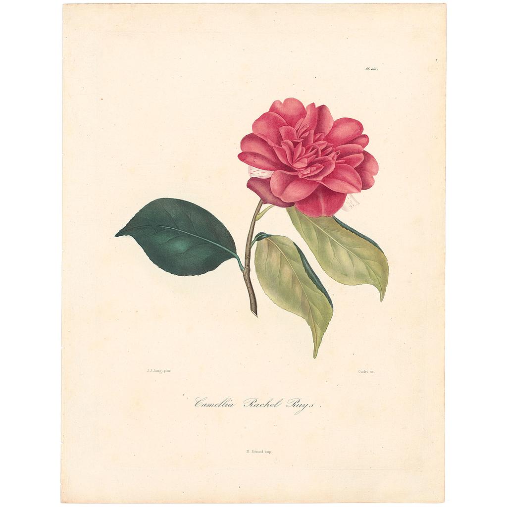Camellia Rachel Ruys