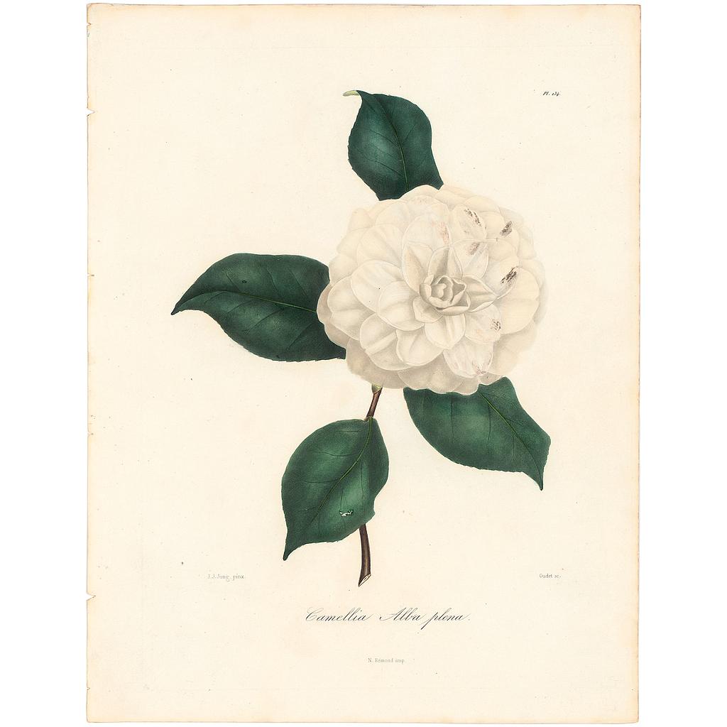 Camellia Alba Plena