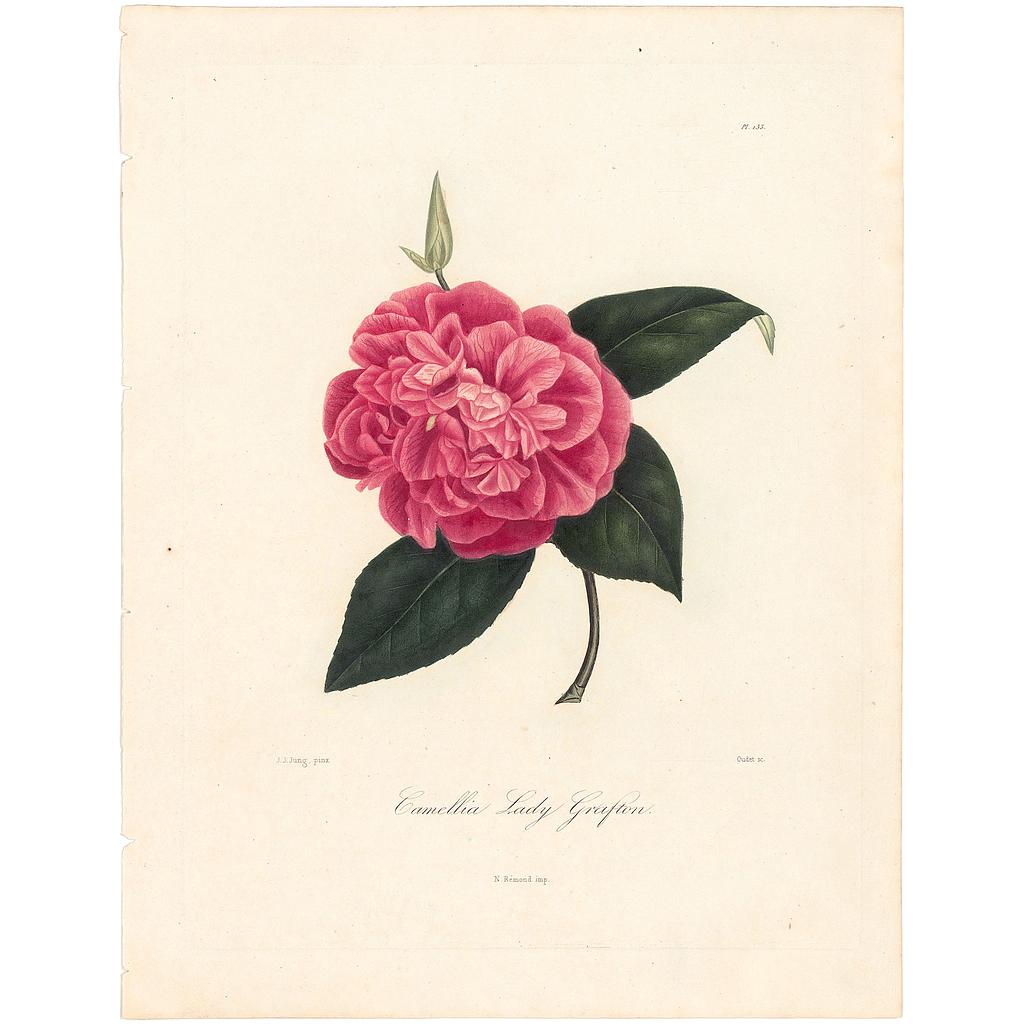 Camellia Lady Grafton